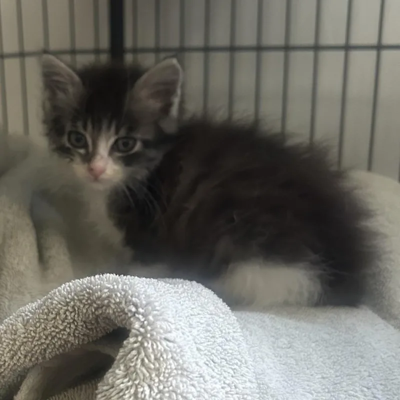 A baby small-sized female White Domestic Long Hair cat named Marble for adoption in Long Beach, CA