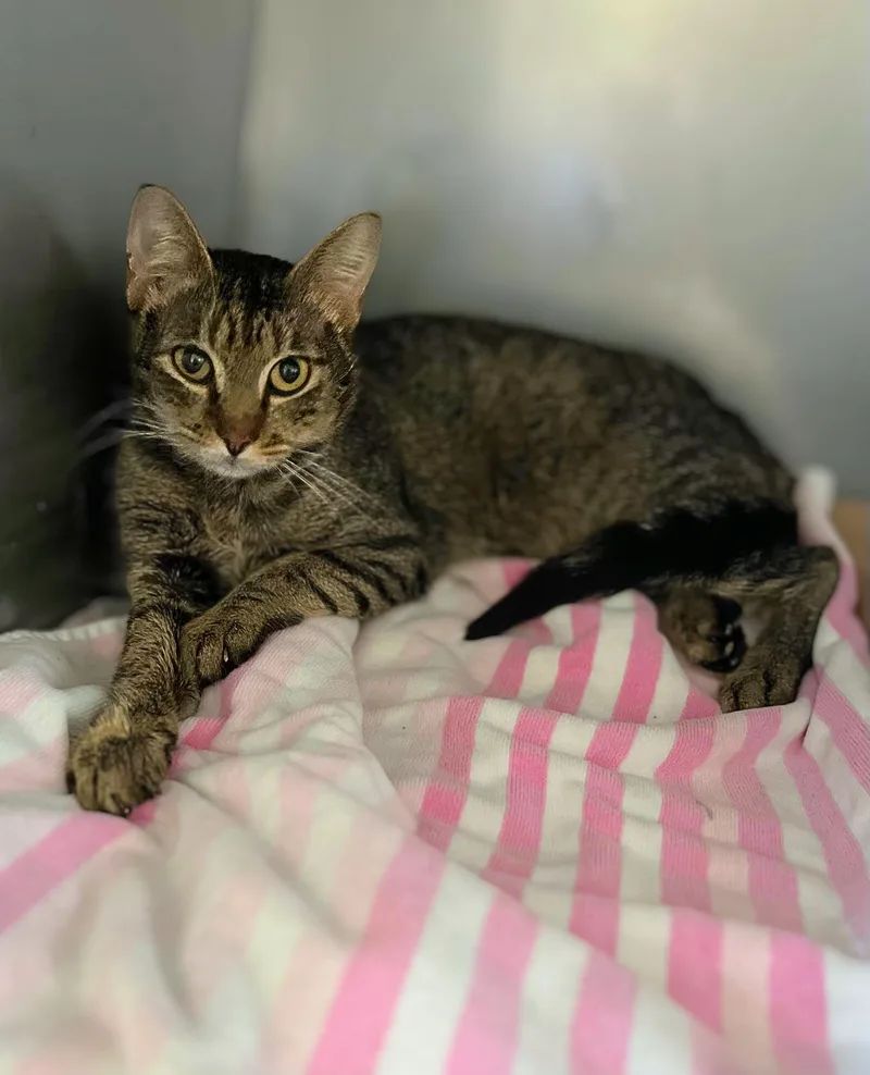 An adult medium-sized male Tabby (Brown / Chocolate) Domestic Short Hair cat named Kix for adoption in Seville, OH