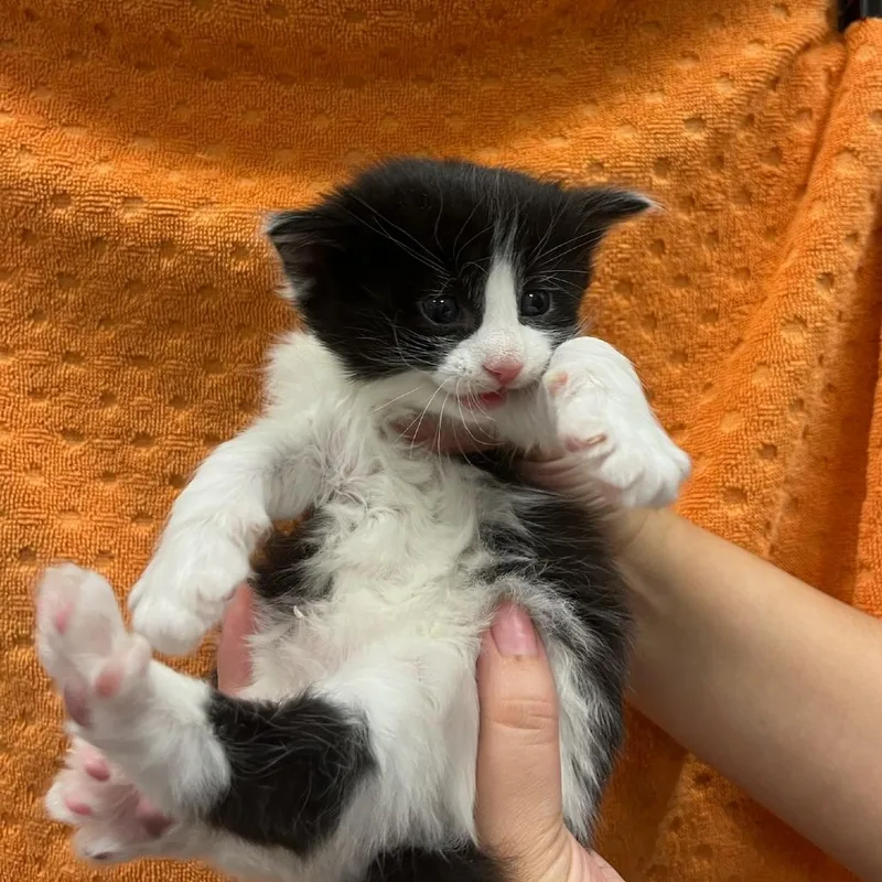 A baby small-sized male White Domestic Short Hair cat named Gene for adoption in Houston, TX