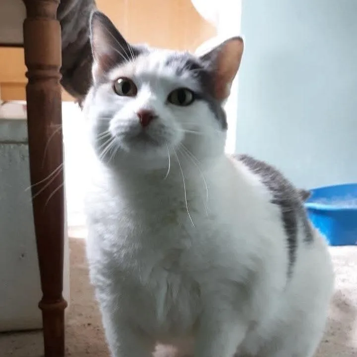 An adult large-sized female Calico Domestic Short Hair cat named Shanney for adoption in LYLE, MN