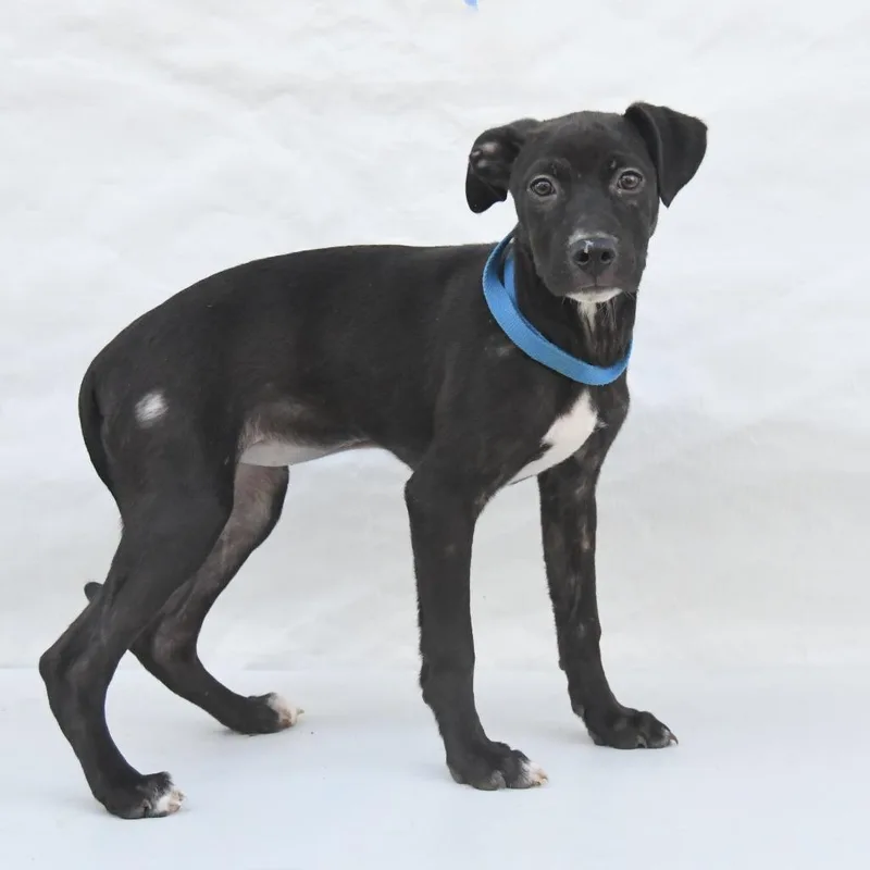 A baby medium-sized female Black Labrador Retriever dog named Peggy for adoption in South Elgin, IL