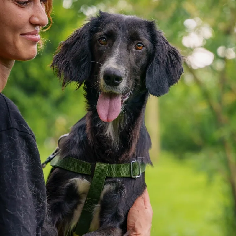 Asoka