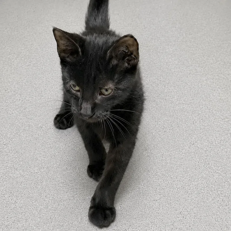 A baby small-sized male Black Domestic Short Hair cat named Shaggy for adoption in Austin, TX