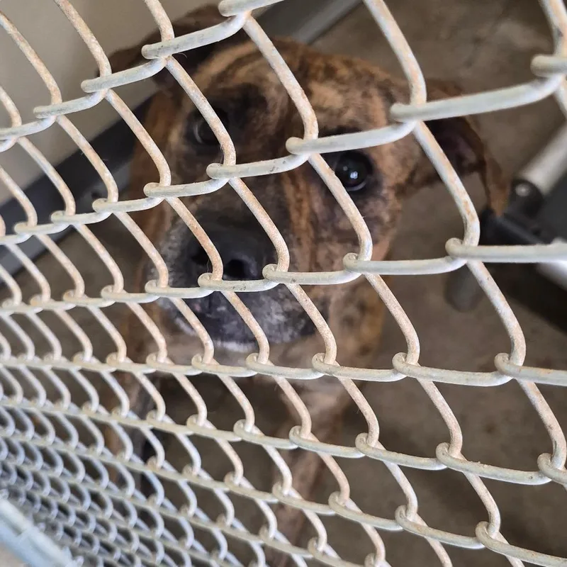 An adult medium-sized female Brown / Chocolate Terrier dog named Ming Ming for adoption in Cleveland, MS
