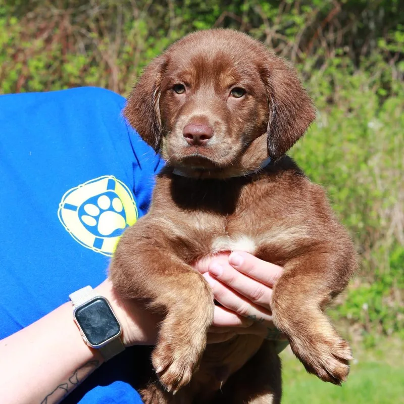 A baby large-sized male Brown / Chocolate Labrador Retriever dog named Ct Pan for adoption in Stormville, NY