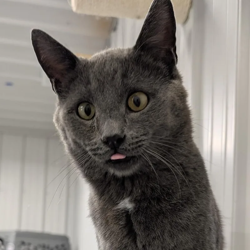 An adult medium-sized male Gray / Blue / Silver Russian Blue cat named Chungus for adoption in Buffalo, WY