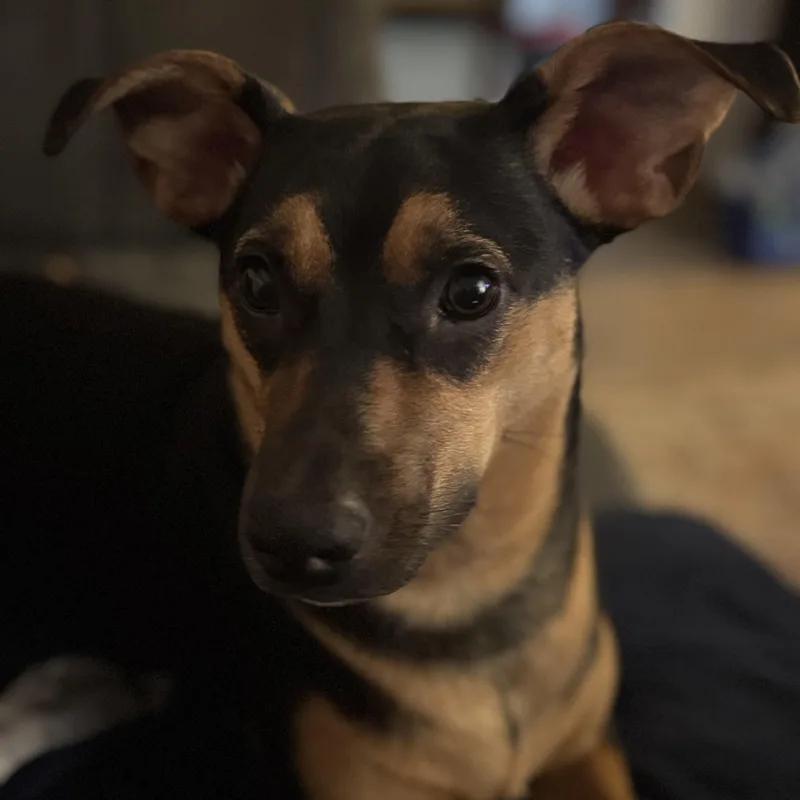 A young medium-sized female Bicolor Mixed Breed dog named Joy for adoption in Mishawaka, IN
