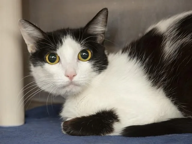 A young large-sized female Domestic Short Hair cat named Jaime Lannister for adoption in Phoenix, AZ