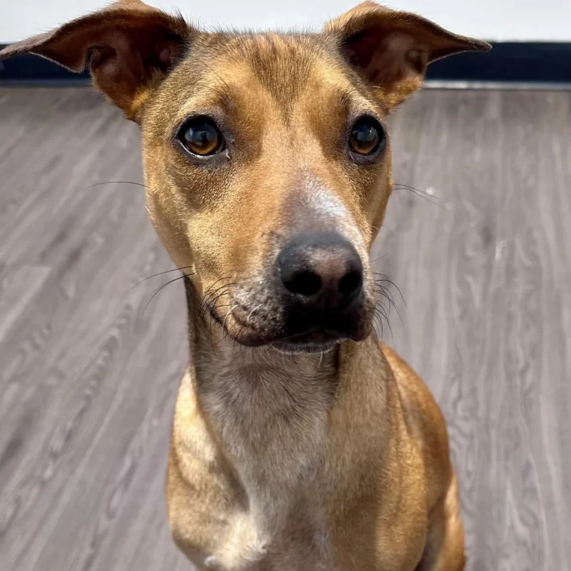 A young medium-sized female Red / Chestnut / Orange Mixed Breed dog named Blondie for adoption in Joliet, IL