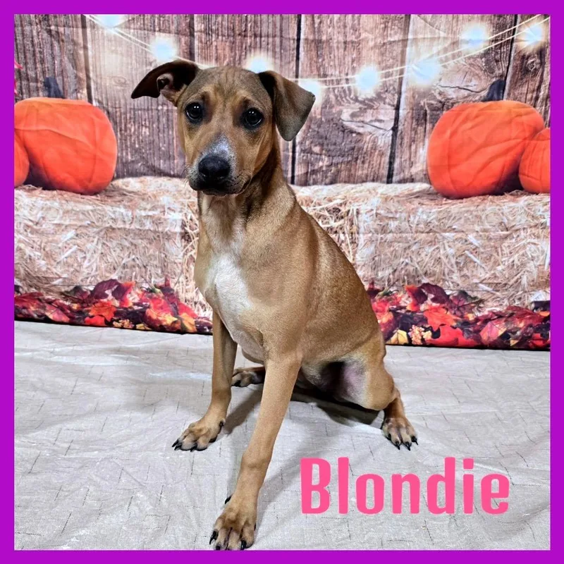 Blondie thumbnail 3