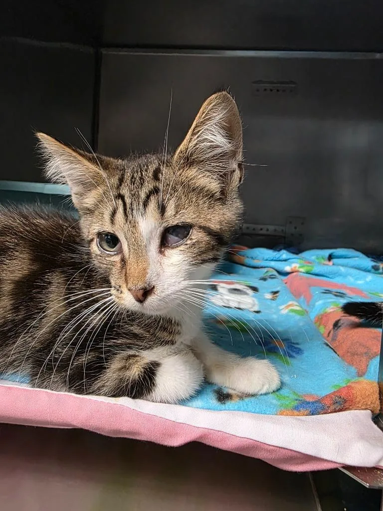 A baby medium-sized male Domestic Short Hair cat named Lil for adoption in Huntington, IN