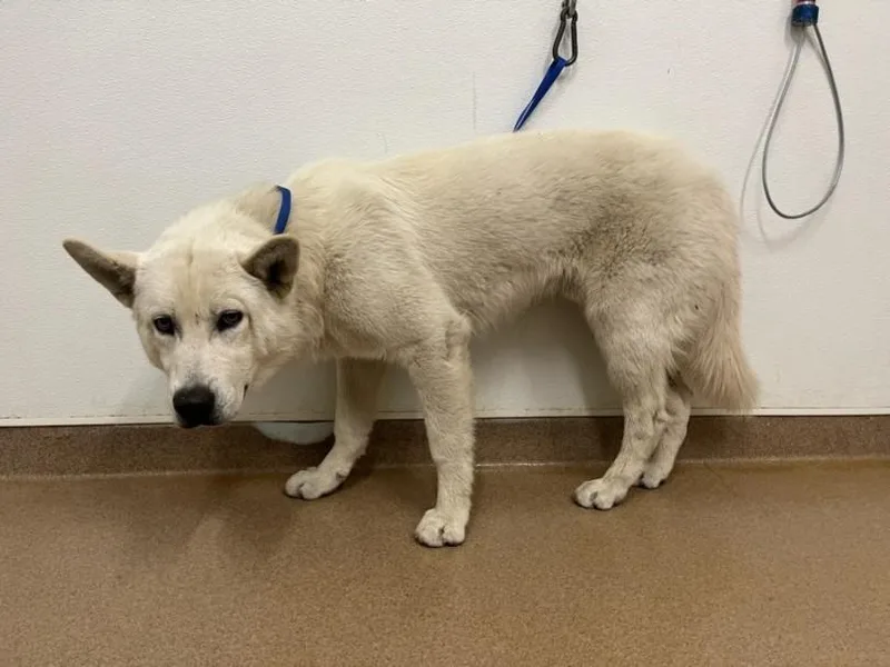 An adult large-sized male Siberian Husky dog named Truman for adoption in Hayward, CA