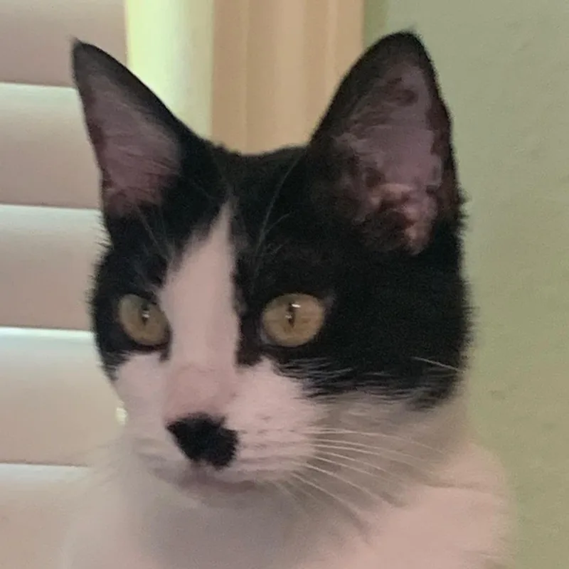 A senior small-sized female White Domestic Short Hair cat named Holly for adoption in Midland, TX