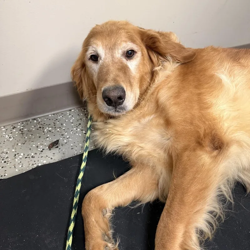A senior large-sized female Golden Retriever dog named Sophia for adoption in Norfolk, NE