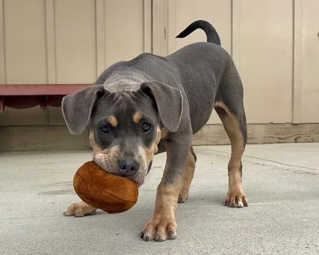 A baby medium-sized male Pit Bull Terrier dog named Bruce for adoption in Santa Cruz, CA