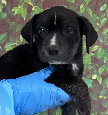 A young small-sized female American Staffordshire Terrier dog named Natalia for adoption in San Antonio, TX