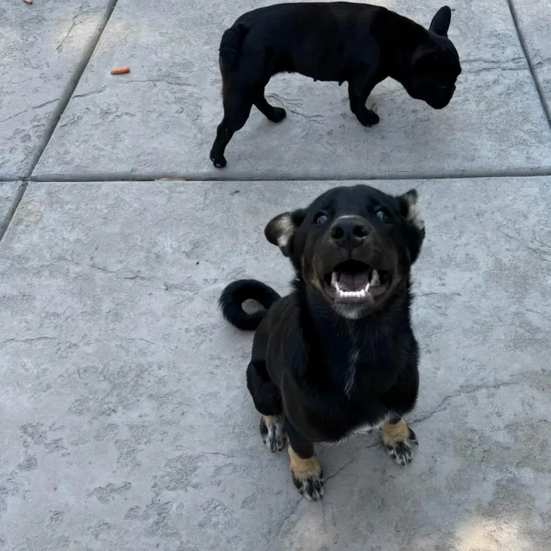 A baby small-sized male Black German Shepherd Dog dog named Ryder for adoption in Hayward, CA