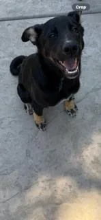 Ryder thumbnail 2