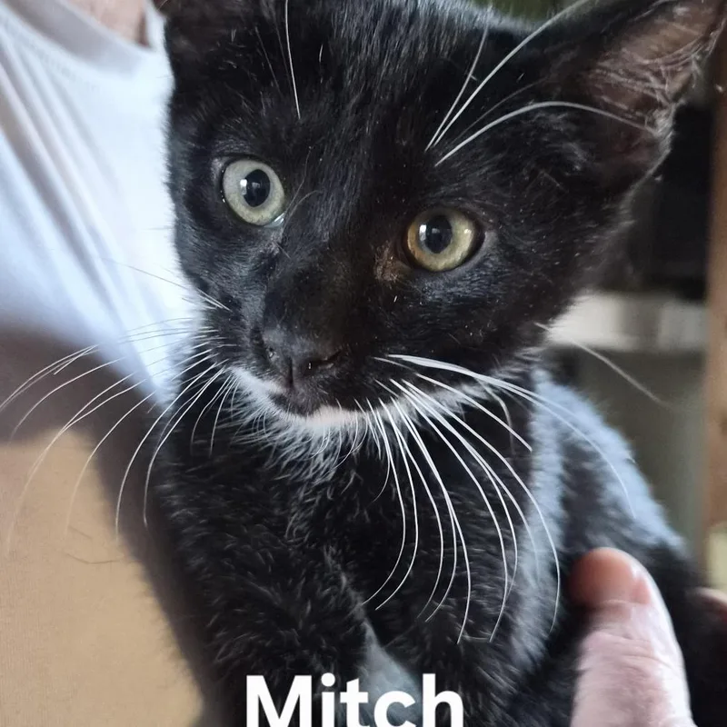 Mitch thumbnail 2