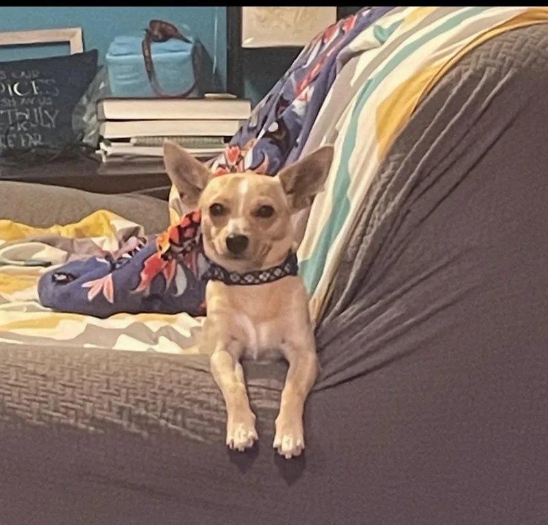 An adult small-sized male Chihuahua dog named Hank for adoption in Little Rock, AR