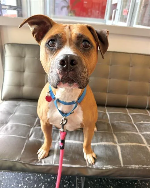 An adult medium-sized female Boxer dog named Lola for adoption in Boston, MA