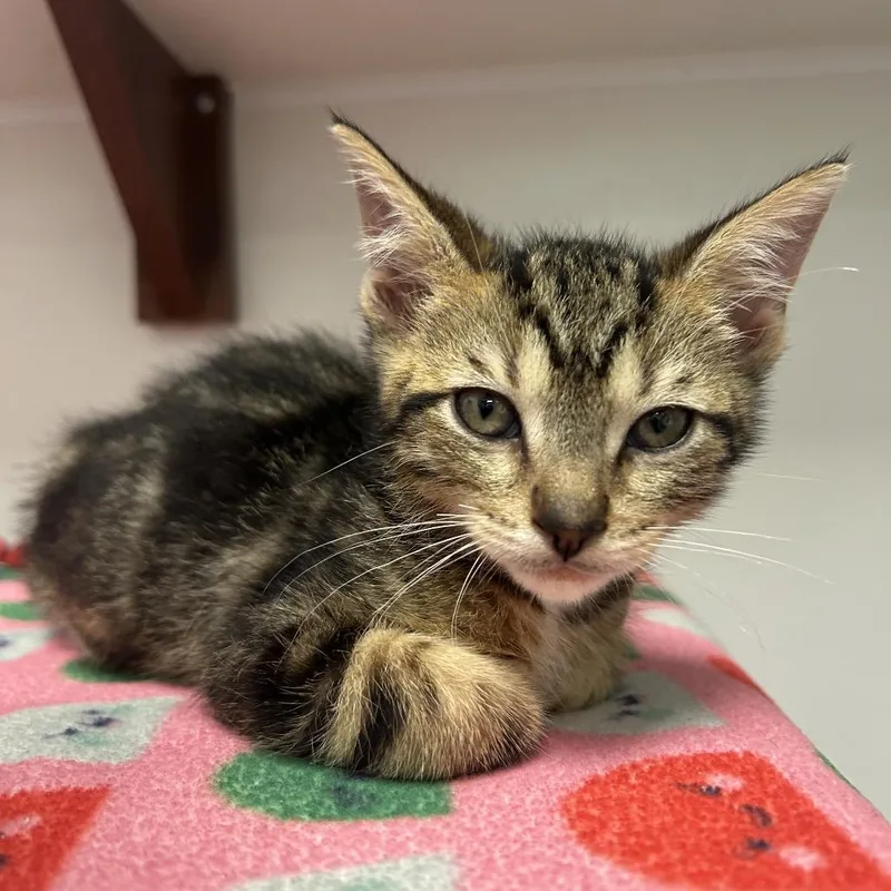 A baby small-sized male Brown / Chocolate Domestic Short Hair cat named Mike Wazowski for adoption in West Palm Beach, FL