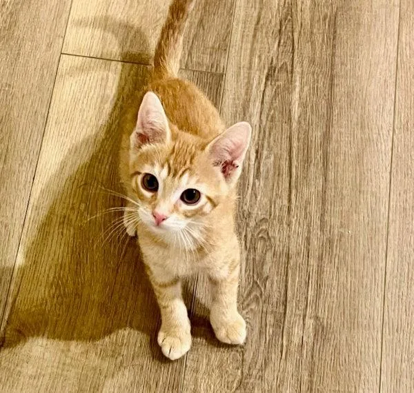 A baby small-sized male Domestic Short Hair cat named RickRack for adoption in Bonsall, CA