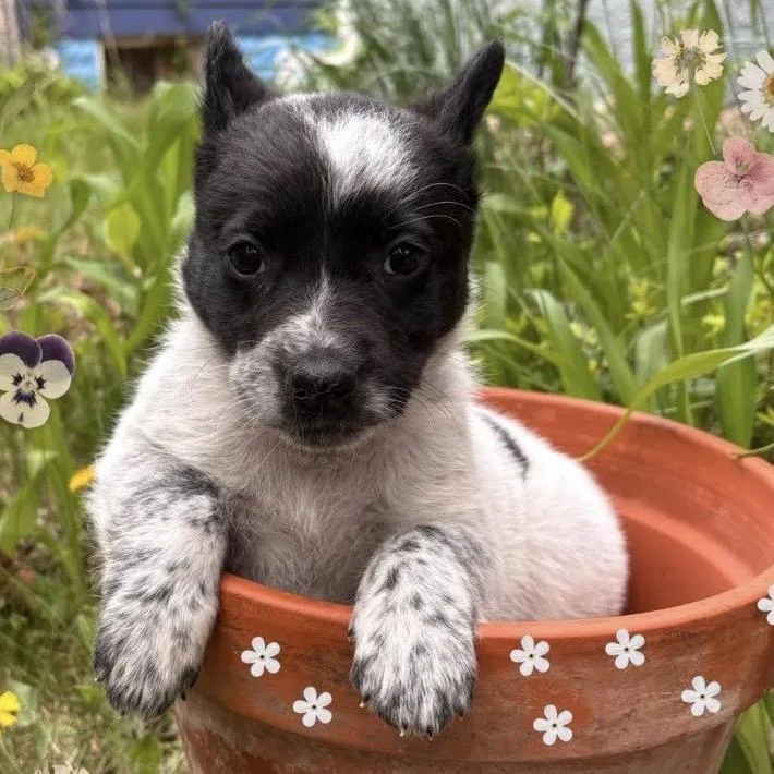 A baby small-sized male Black Mixed Breed dog named Velociraptor for adoption in Buffalo, MN