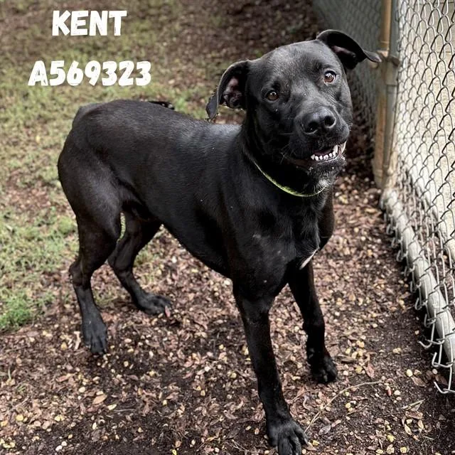 Kent