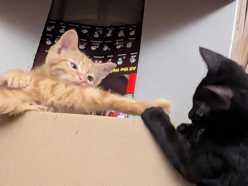 A baby large-sized male Tabby (Orange / Red) Domestic Short Hair cat named Mike and Roger for adoption in Seattle, WA