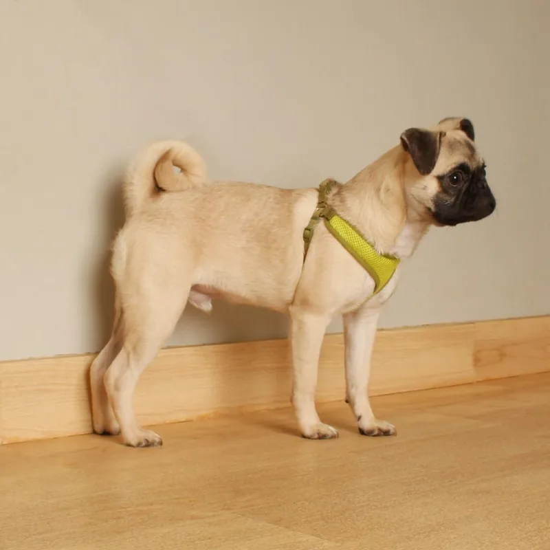 A young small-sized male Pug dog named Olie D for adoption in Minnetonka, MN