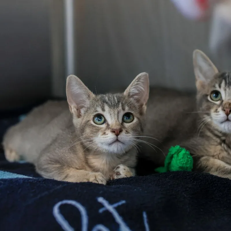 A baby small-sized female Gray / Blue / Silver Domestic Short Hair cat named Chiptune for adoption in Los Angeles, CA