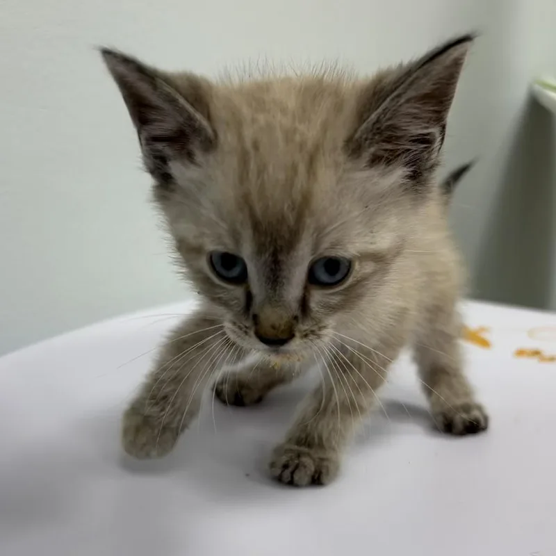 A baby small-sized male Domestic Short Hair cat named Colin Jost for adoption in Saint Paul, MN