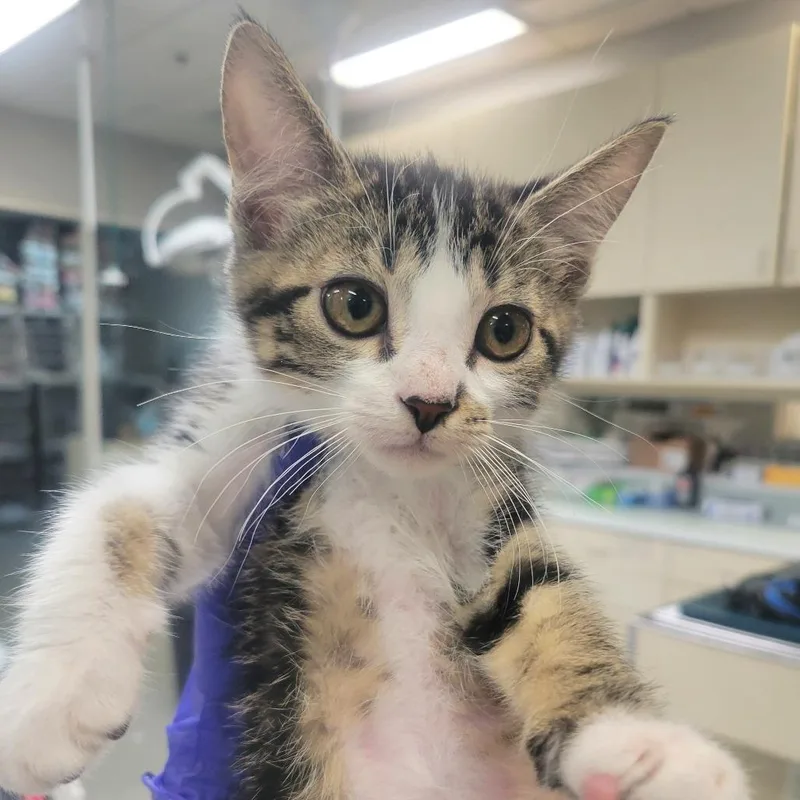 A baby small-sized female Brown / Chocolate Domestic Short Hair cat named Basilisk for adoption in Westminster, CA