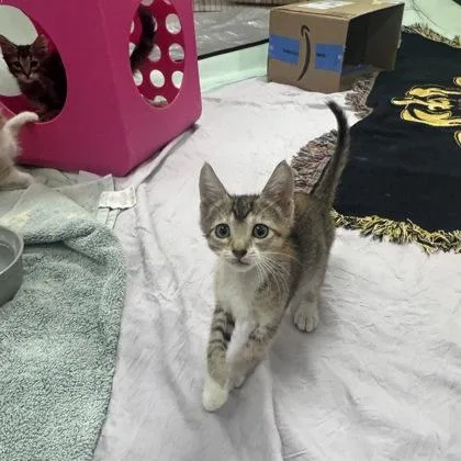 A baby small-sized female Domestic Short Hair cat named Truffle for adoption in Honolulu, HI