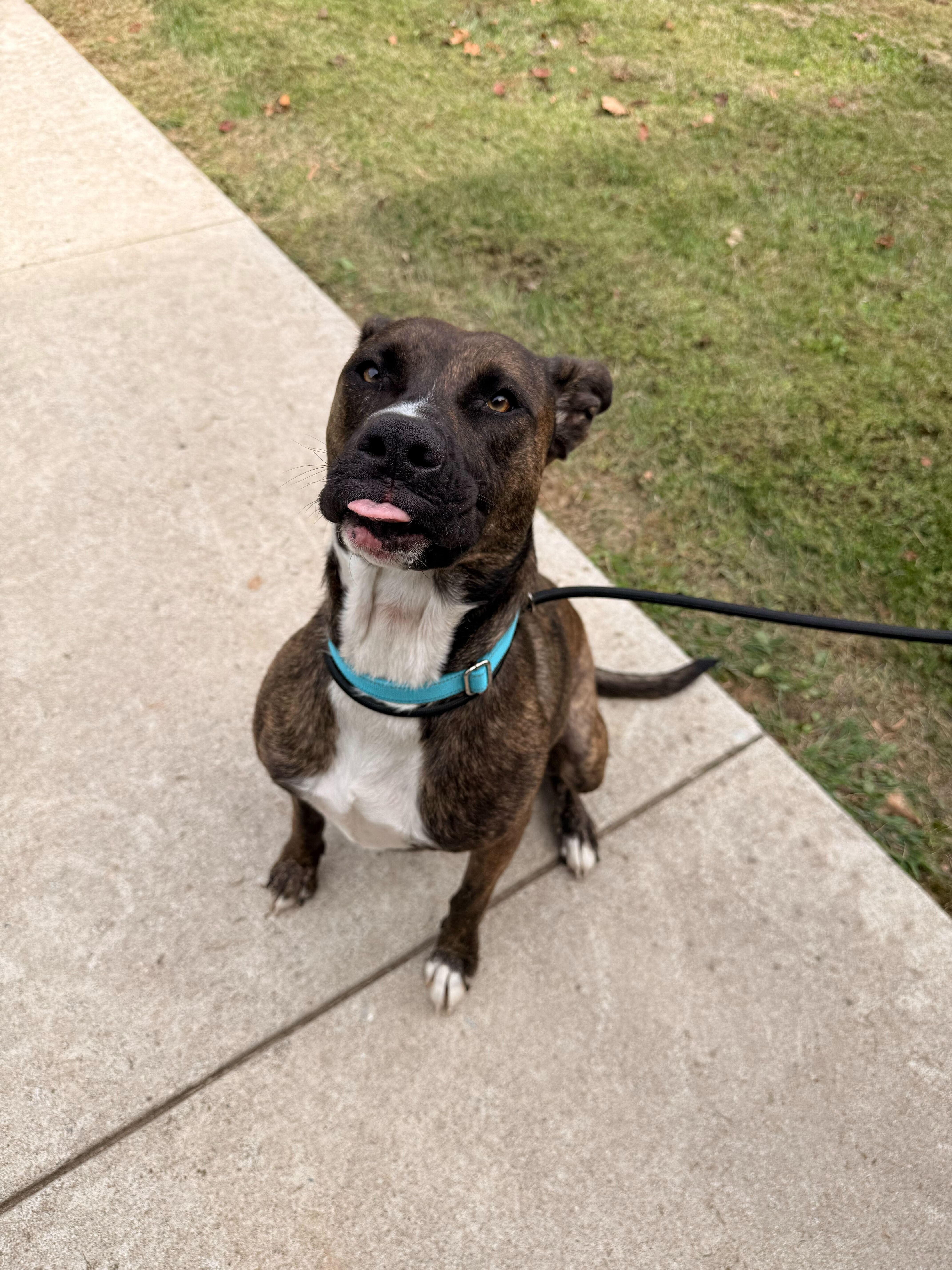 A young medium-sized female American Bully dog named Luna for adoption in Maidens, VA