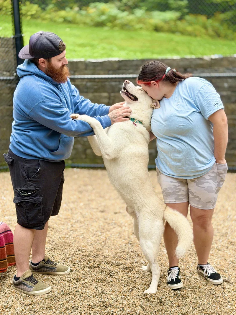 An adult medium-sized male Husky dog named Simba for adoption in West Cornwall, CT