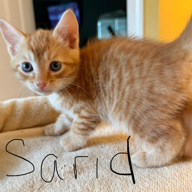 A baby small-sized male Orange / Red Domestic Short Hair cat named Sarid for adoption in Auburn, AL