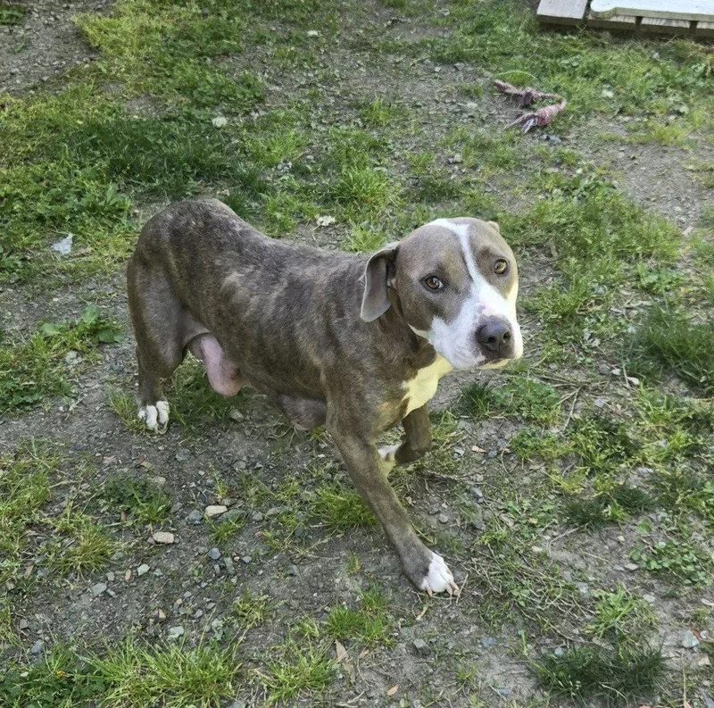 An adult large-sized female Pit Bull Terrier dog named Dq  Big Momma for adoption in Glen Allen, VA