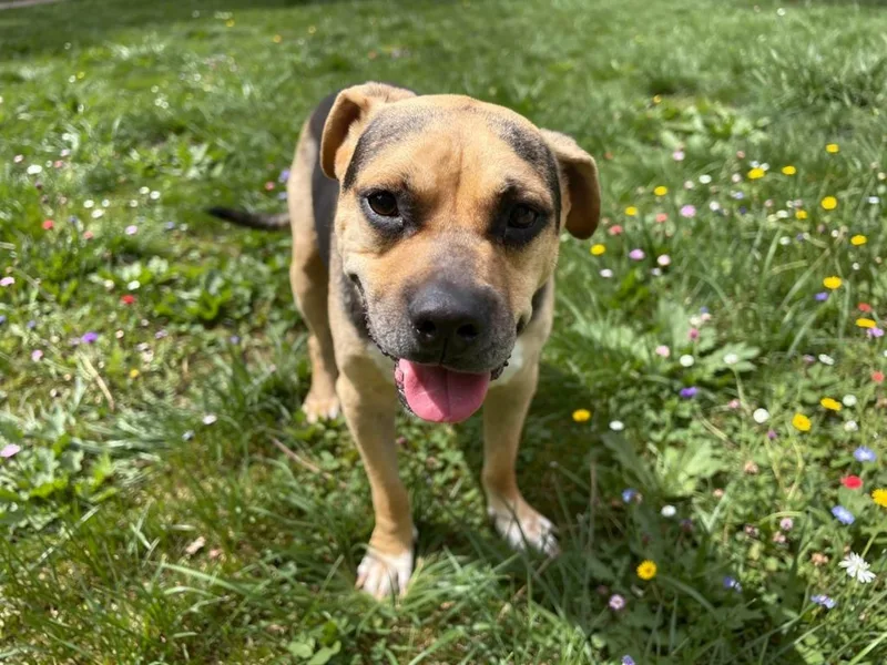 A senior large-sized male Pit Bull Terrier dog named Rico for adoption in Sebastian, FL