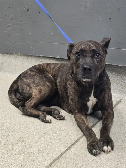 An adult large-sized female Pit Bull Terrier dog named Jazz for adoption in Tallahassee, FL