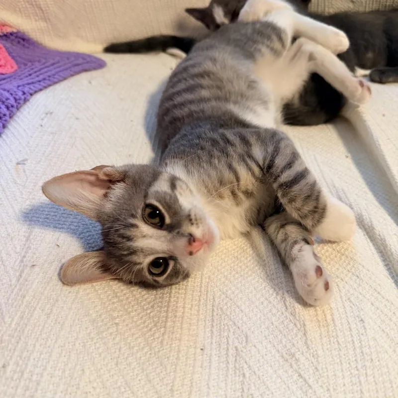 A baby small-sized male Gray / Blue / Silver Domestic Short Hair cat named Fennel for adoption in Durham, NC