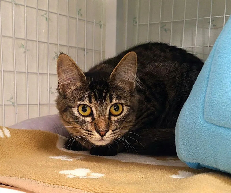 A baby medium-sized female Tabby (Brown / Chocolate) Domestic Short Hair cat named Jen for adoption in Kirkland, WA