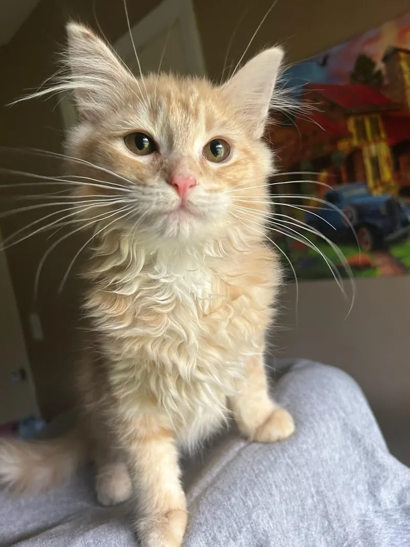 A baby medium-sized male Tabby (Orange / Red) Domestic Medium Hair cat named Cheese Whiz for adoption in Calera, AL