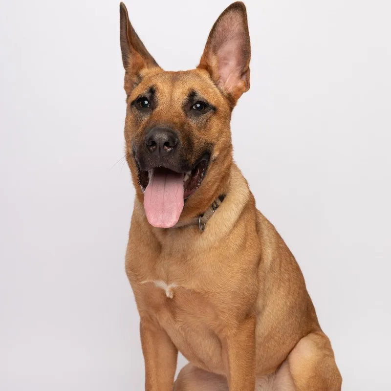 A young medium-sized female Brown / Chocolate Shepherd dog named Maitake for adoption in Wilmington, DE