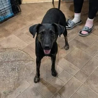 An adult medium-sized female Black Mixed Breed dog named Terri for adoption in Boaz, AL