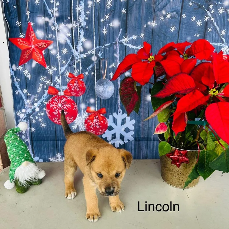 An adult small-sized male Brown / Chocolate Shepherd dog named Lincoln for adoption in San Antonio, TX