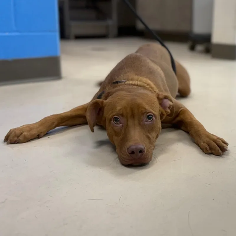 A young medium-sized male Red / Chestnut / Orange Mixed Breed dog named Doc Holiday for adoption in Pine Bluff, AR