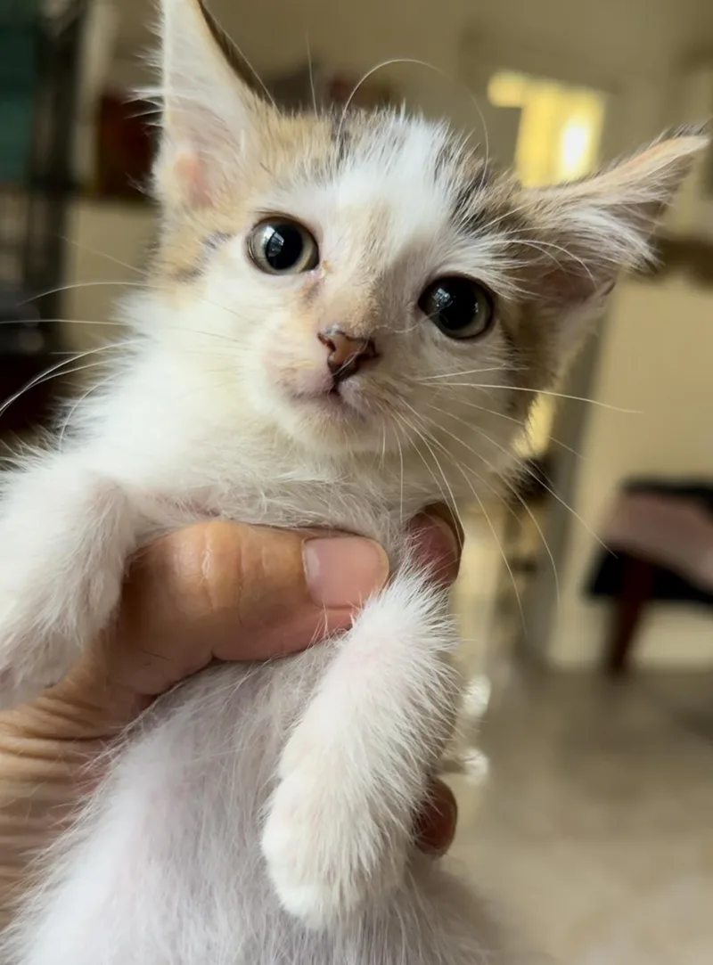 Franklin thumbnail 2