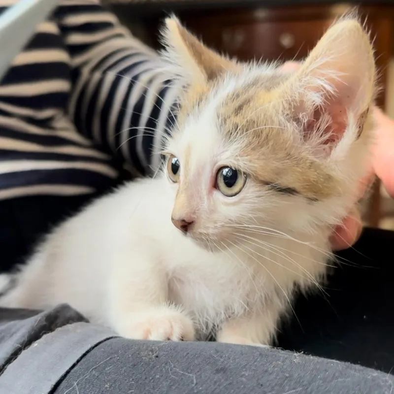 Franklin thumbnail 3